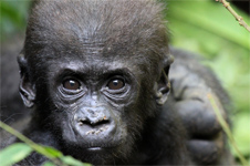 Baby Western Lowland Gorilla looks into camera